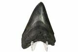 Fossil Megalodon Tooth - South Carolina #160416-2